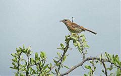 White-browed Scrub-Robin